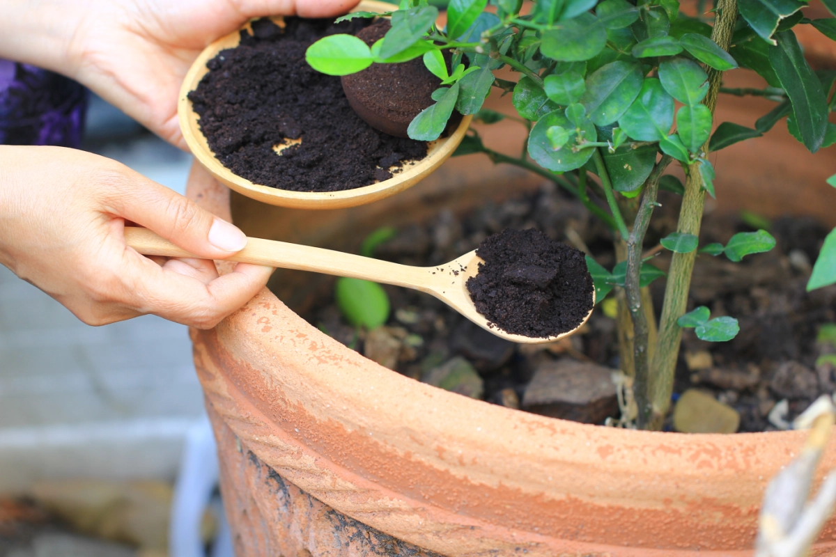 Come utilizzare i fondi di caffè in giardino