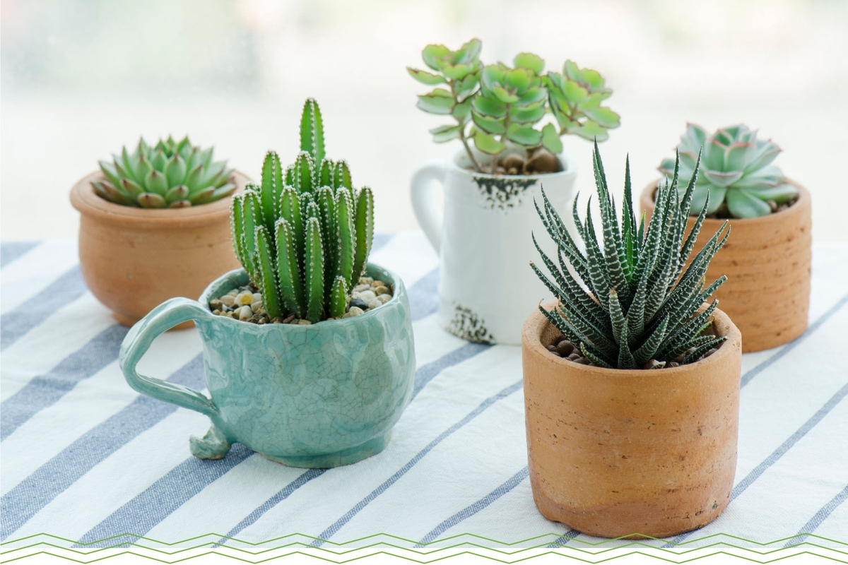 9 piante grasse in miniatura che danno un tocco di eleganza in casa