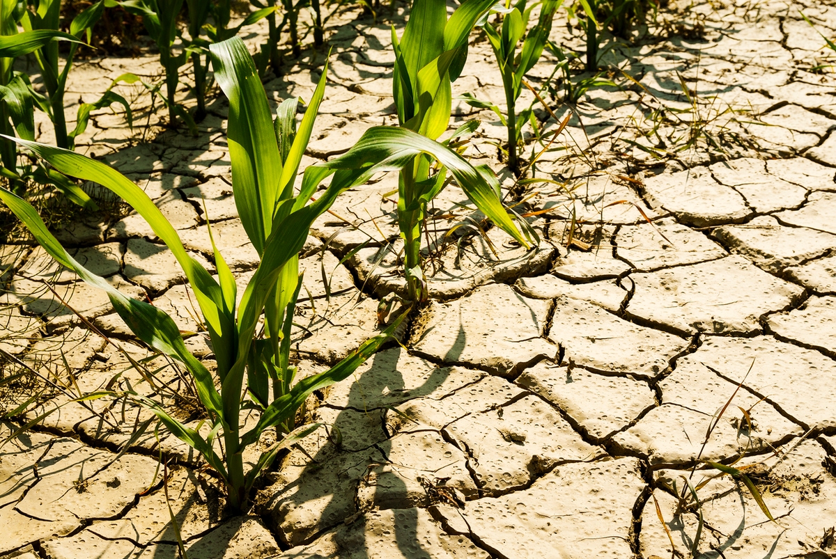 Proteggere le piante dalla siccità, 6 consigli da seguire