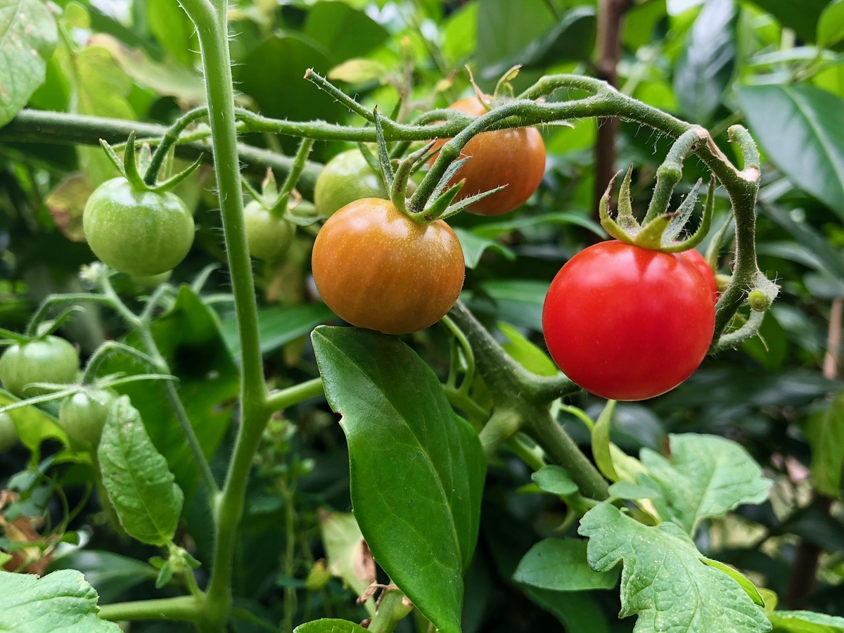 Concime naturale per pomodori: 5 soluzioni efficaci per un raccolto sano e abbondante