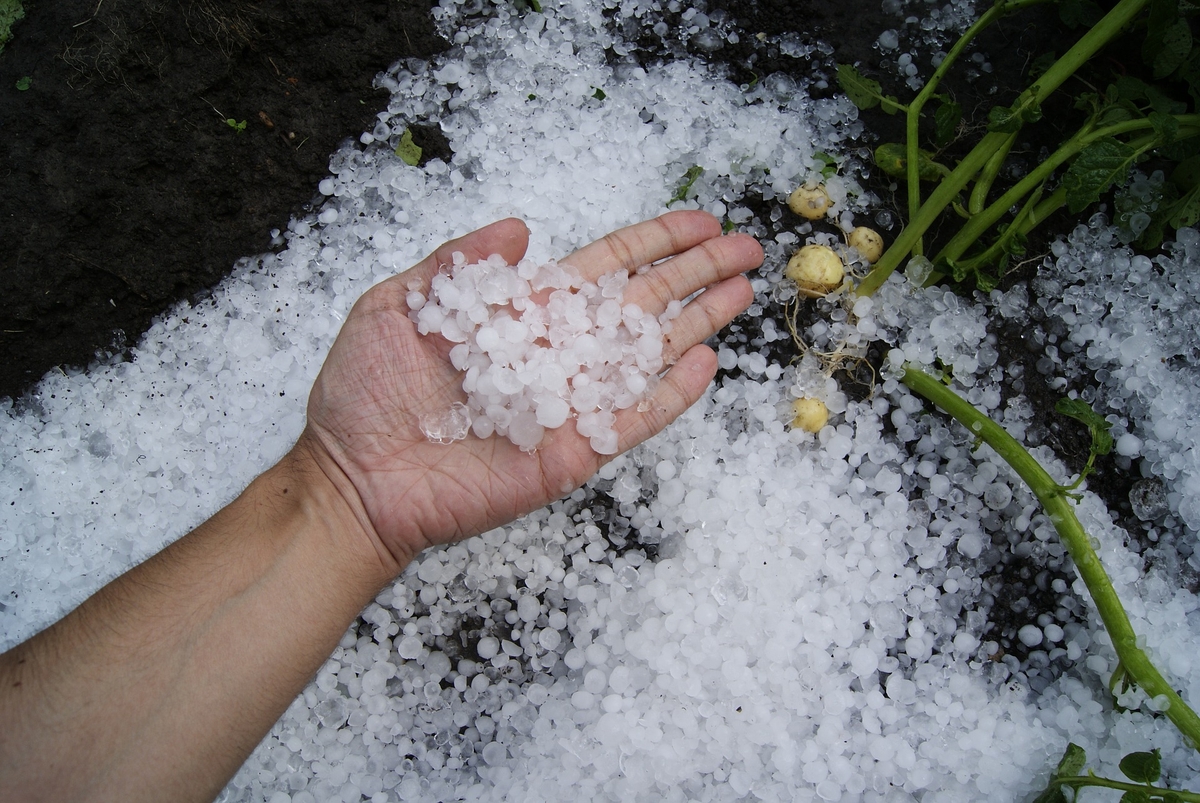 Proteggere le piante dalla grandine, ecco come fare