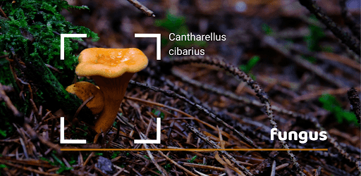 Fungus - una delle migliori app per riconoscere i funghi