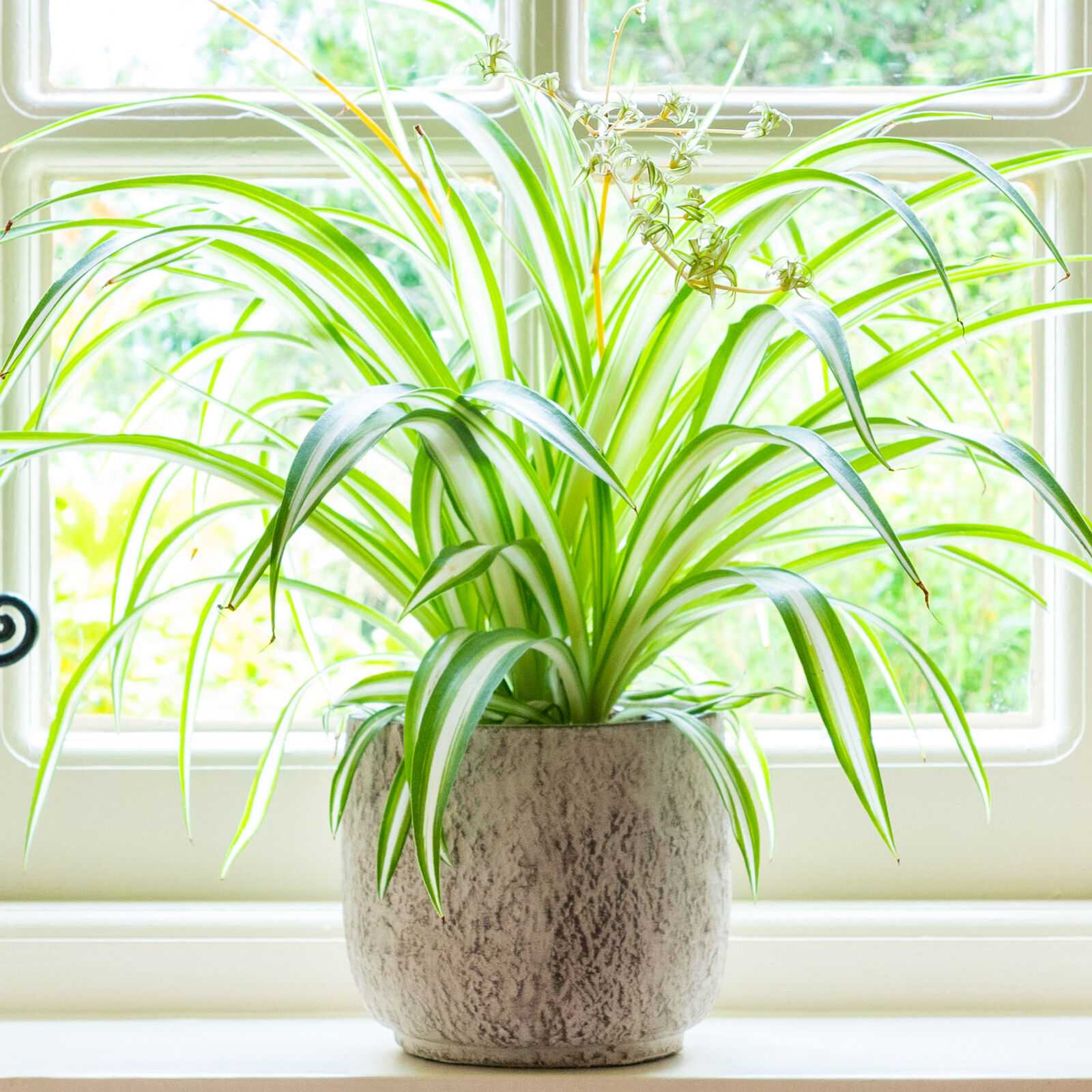 3x Pet Friendly Mix - Cyperus - Chlorophytum - Callisia - Plante d'intérieur – D12 cm - H15-25 cm - Jardin