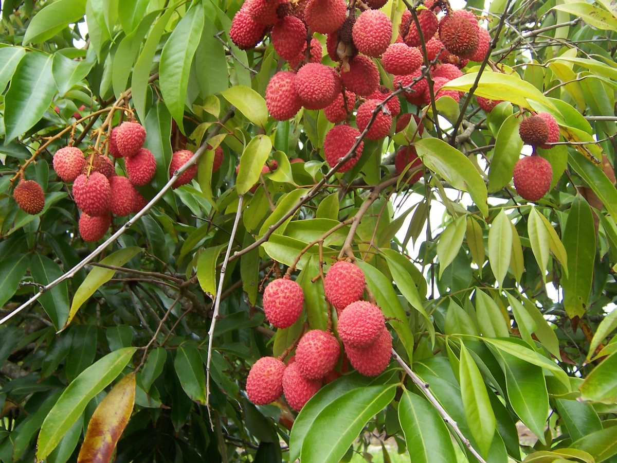 7 alberi da frutto sempreverdi