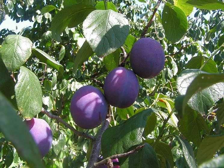 Prugne - albero da frutto da coltivare in vaso