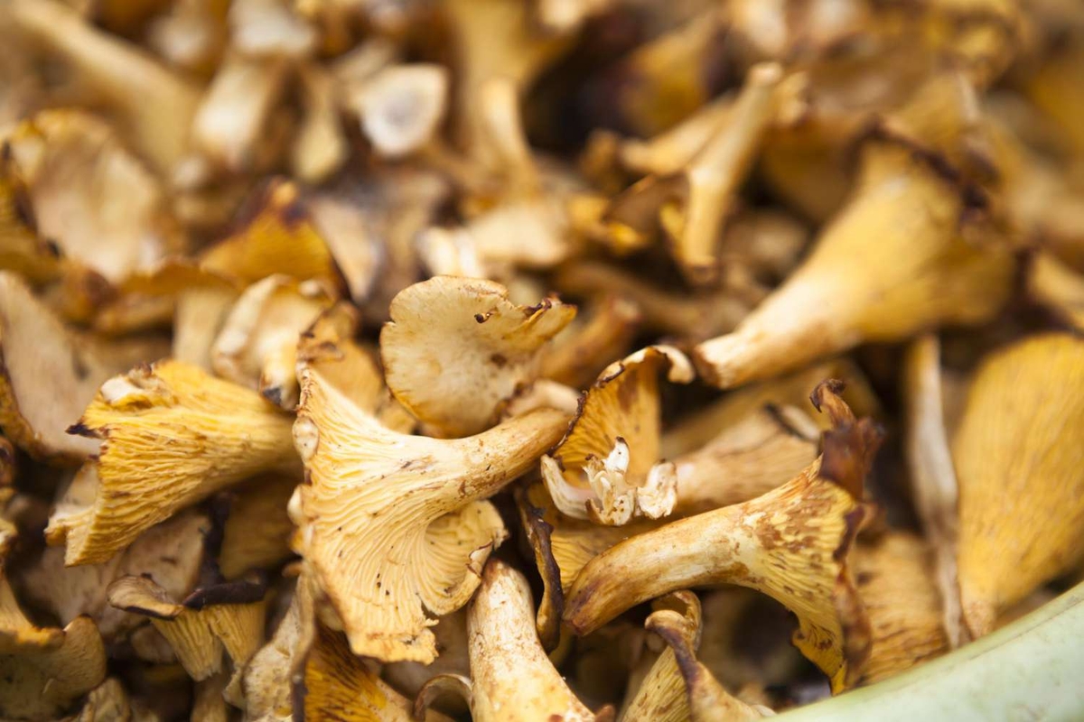 Come essiccare i funghi al sole senza muffe