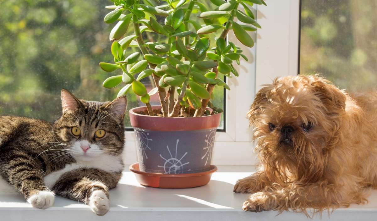 23 piante d'appartamento non tossiche per cani e gatti