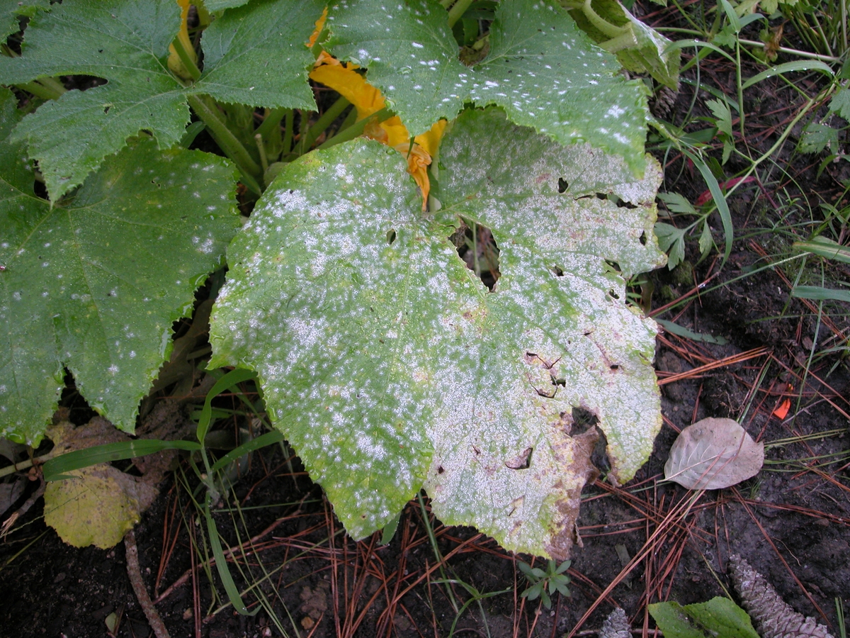 Come riconoscere e curare rapidamente le malattie delle piante