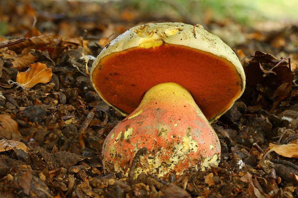 Porcini velenosi: quali sono e come riconoscerli