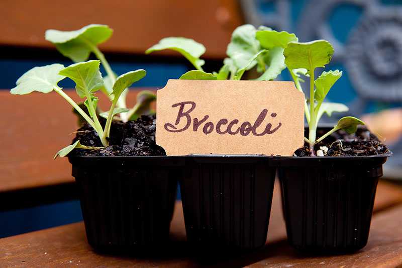 Coltivare broccoli in vaso in balcone, semi germinati