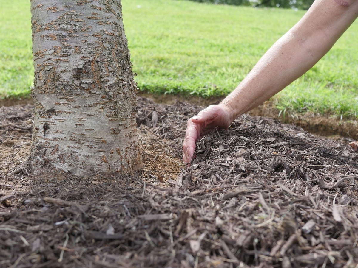 Gli alberi da frutto che crescono in un terreno argilloso e come coltivarli