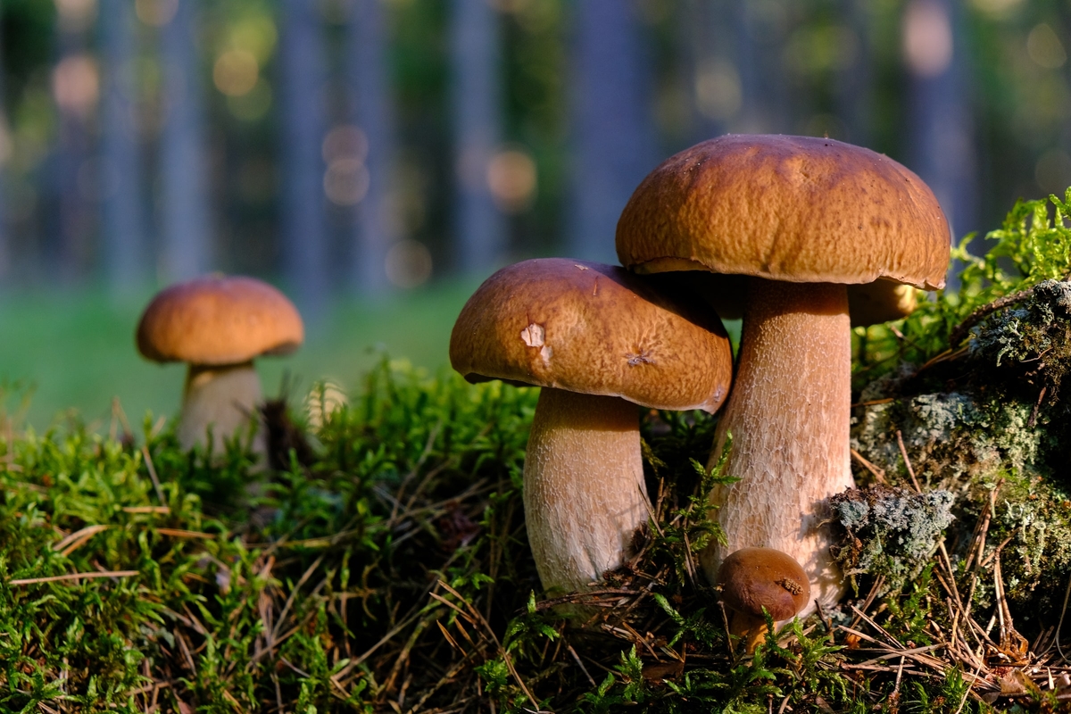 6 app per riconoscere i funghi gratis