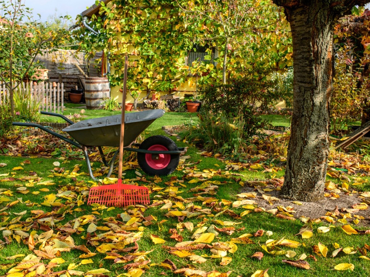 10 cose da fare durante l'autunno in giardino