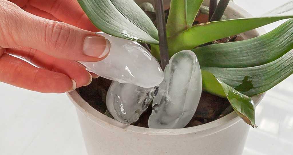 Innaffiare orchidea con ghiaccio per curare le radici secche