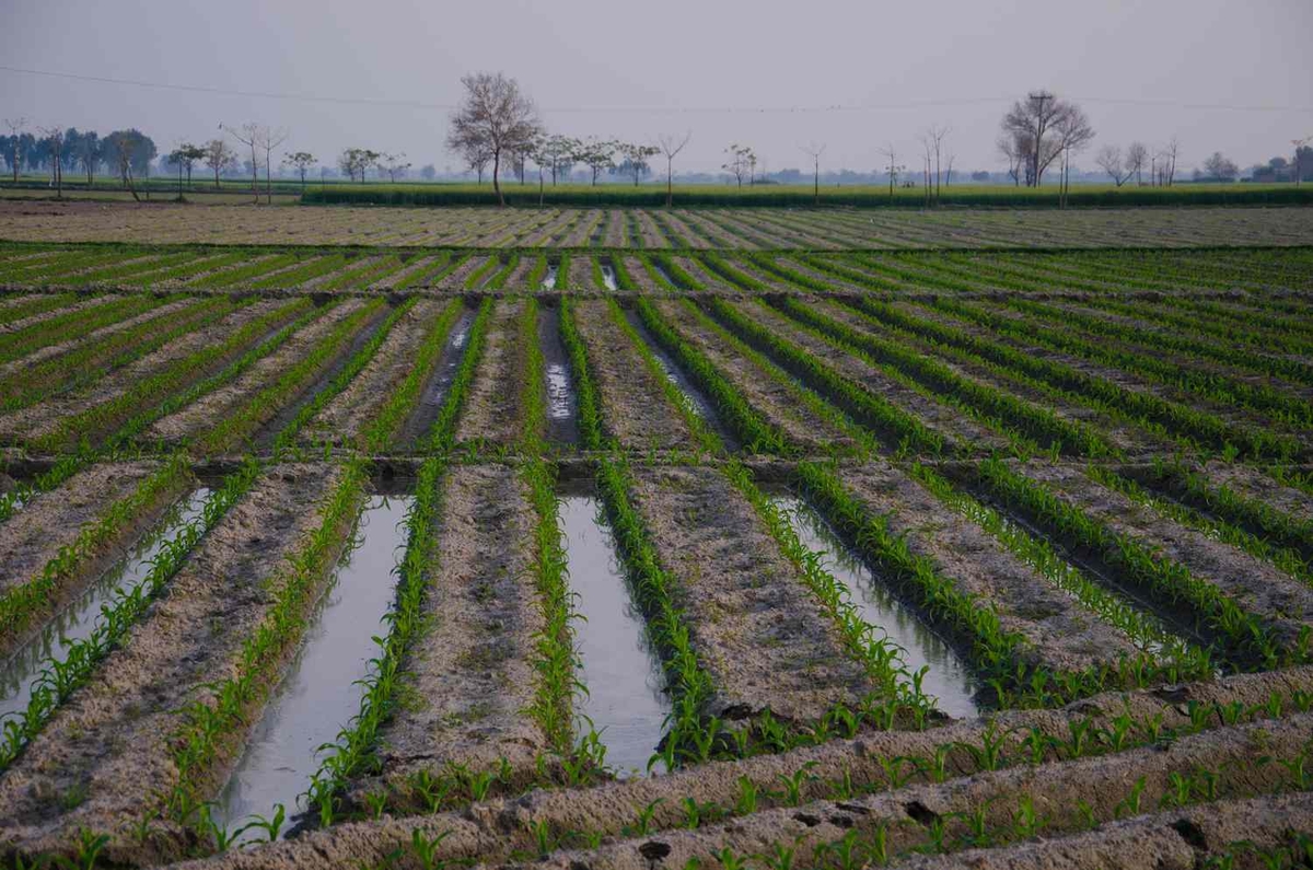 Irrigazione a solchi: 4 modi per renderla più efficiente