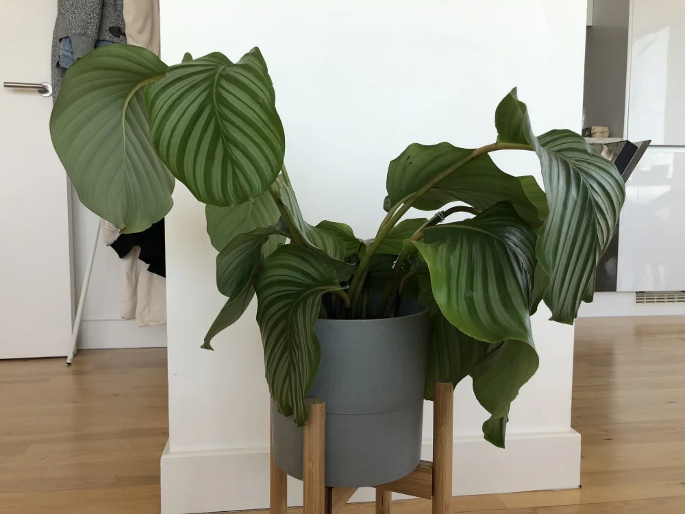 Calathea con le foglie cadenti, 10 cause comuni e come risolverle