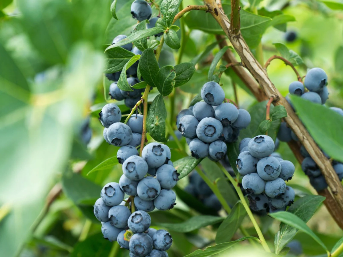 Arbusti da frutto, 11 tipi da coltivare nell'orto