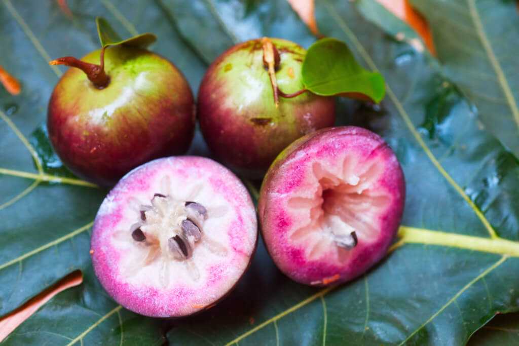 La cainetta o melastella (Star Apple in inglese), così chiamata per via della forma che acquisisce il frutto se tagliato trasversalmente, è uno dei frutti prodotti da piante che adorano essere coltivate in terreni umidi