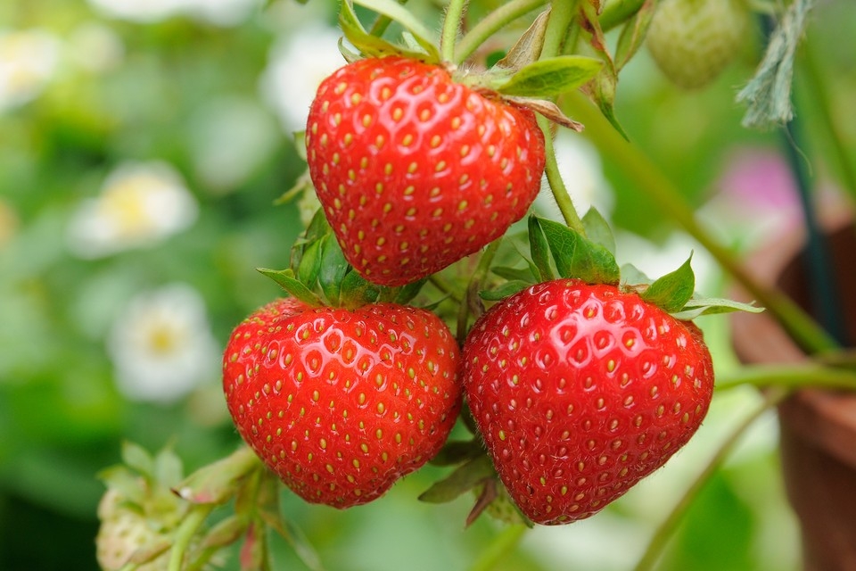 I 6 alberi da frutto più facili da coltivare