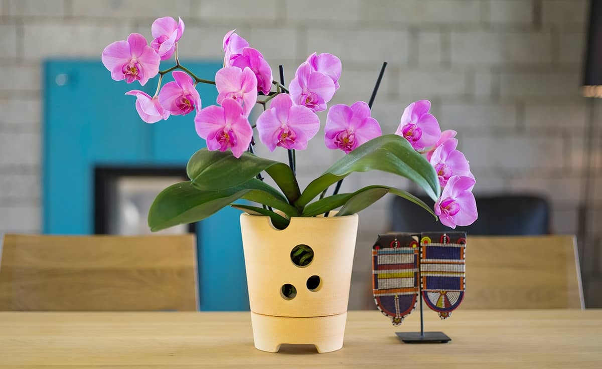Come curare le orchidee in vaso in casa, la guida completa