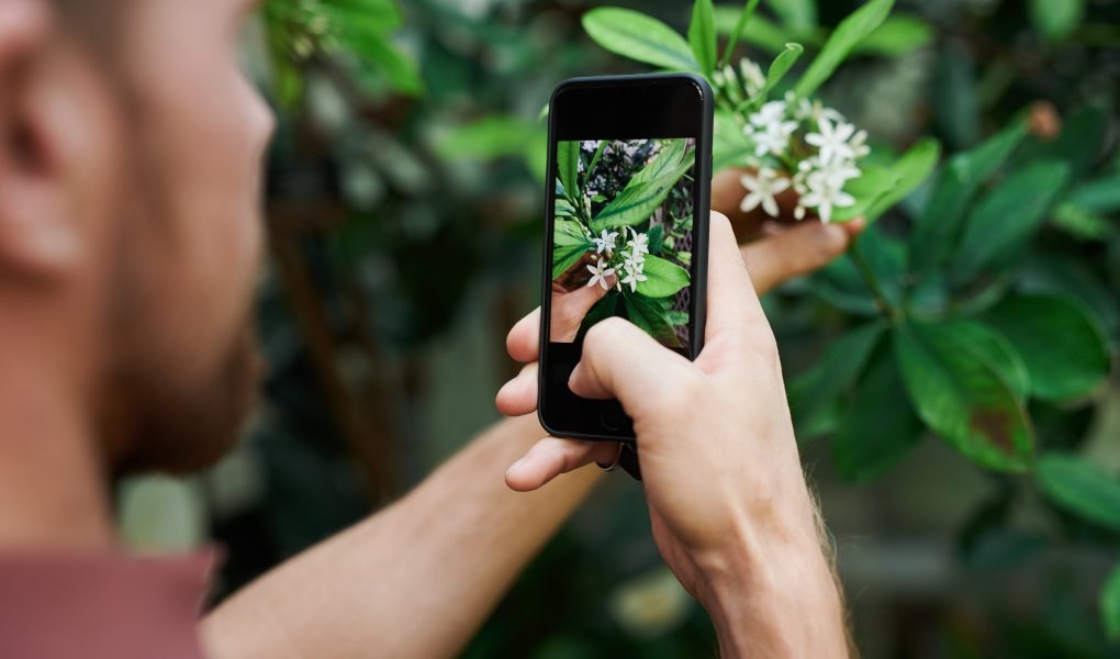 Le 6 migliori app per riconoscere le piante gratis