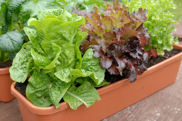 8 ortaggi da coltivare in vaso sul balcone a settembre | Giardinaggio Green