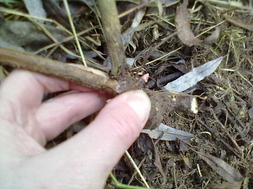 Estipare le radici dei rovi - eliminare i rovi definitivamente senza diserbante