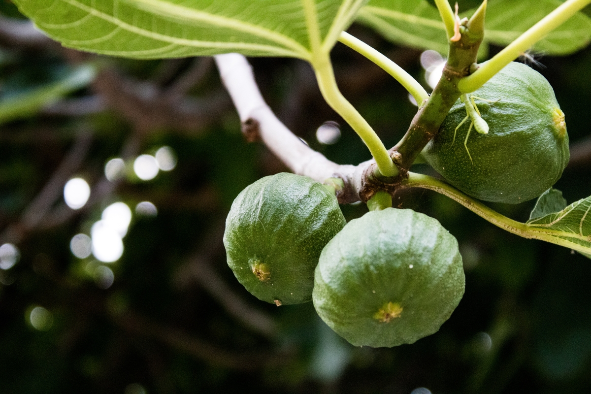 Gli alberi da frutto che non hanno bisogno di trattamenti