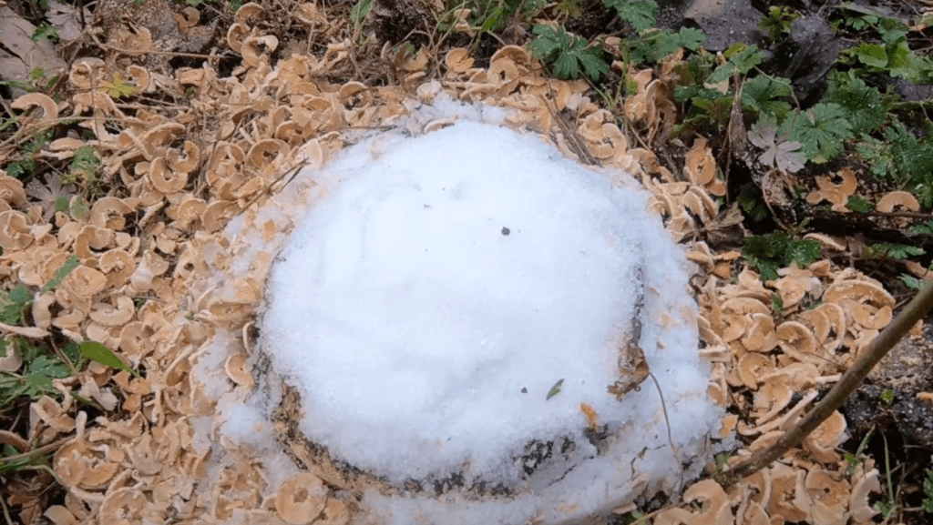 Come uccidere un albero con il sale