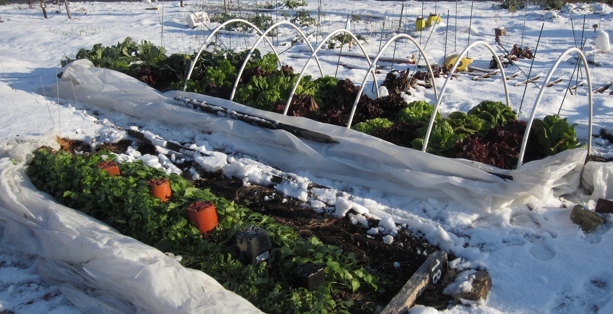 11 cose da fare nell'orto in inverno
