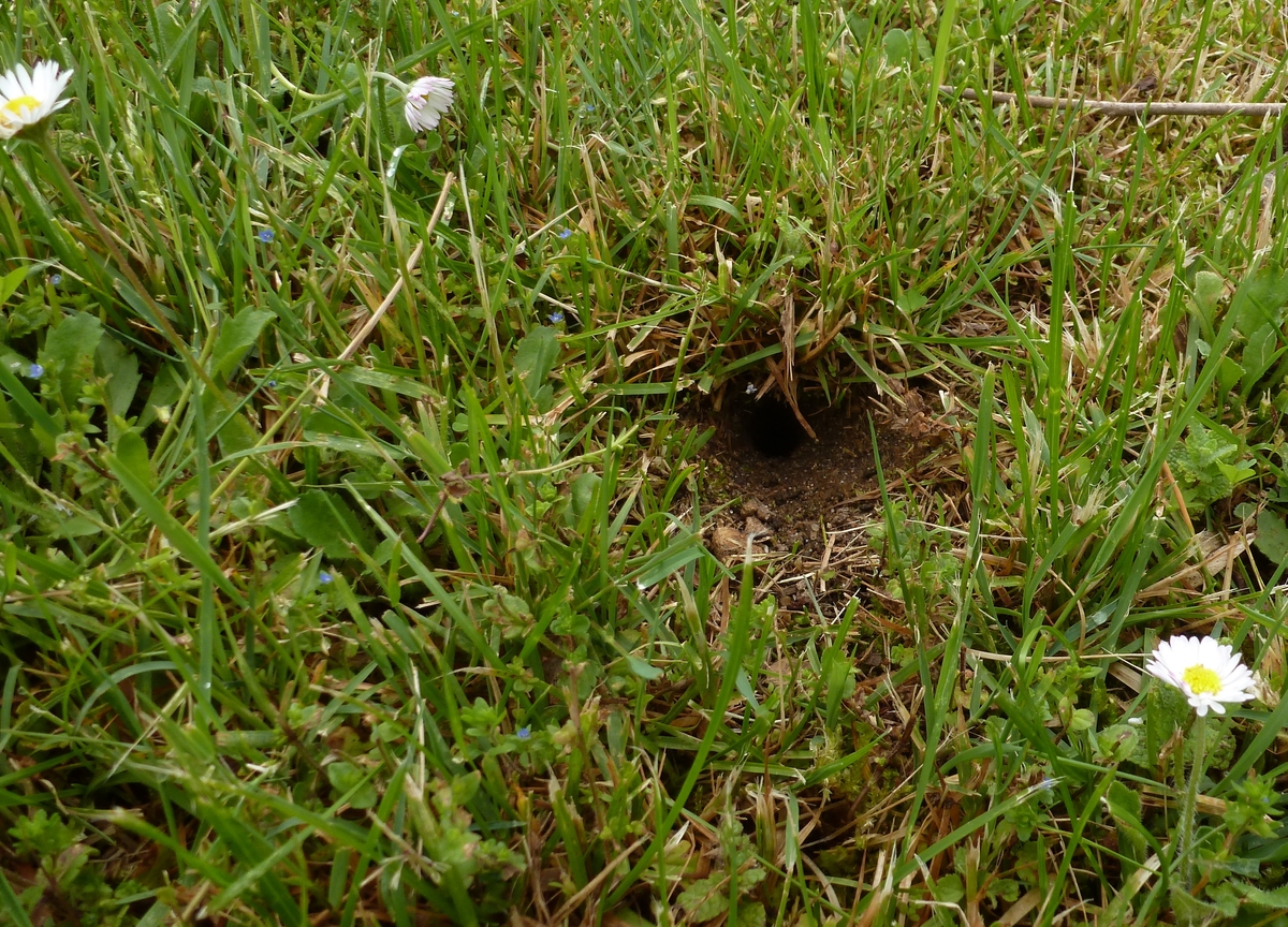 Come riempire le buche in giardino e identificarne le cause