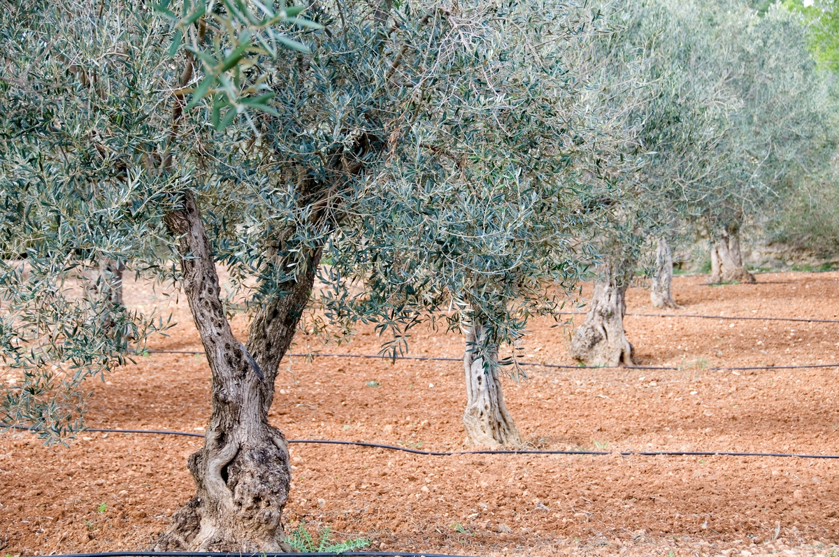 Concimare l'olivo, come e quando farlo e cosa usare