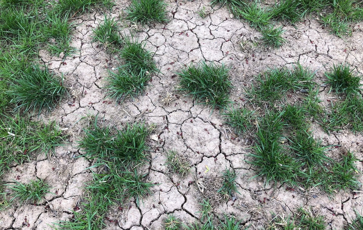 Come curare il prato in condizioni di siccità e caldo intenso