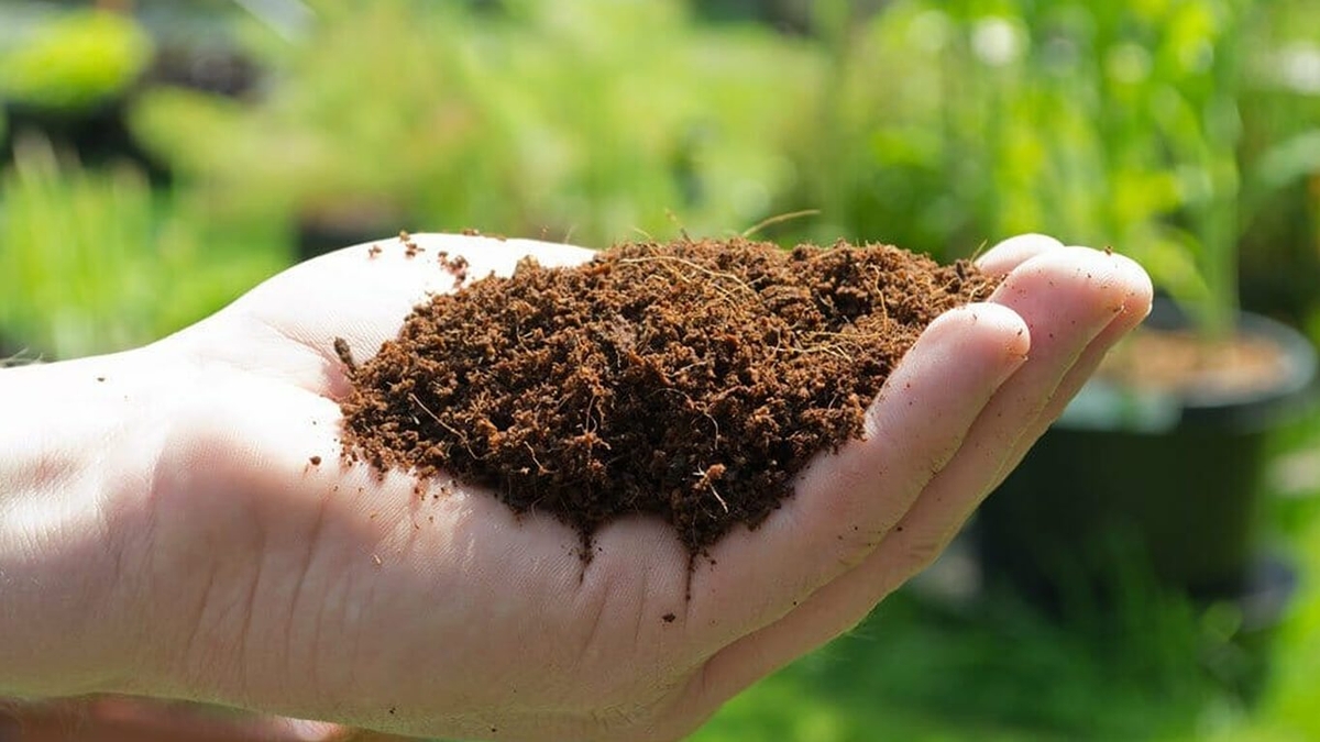 Il terriccio con la fibra di cocco per le piante grasse