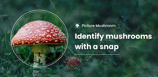 Picture Mushroom - una delle migliori app per riconoscere i funghi