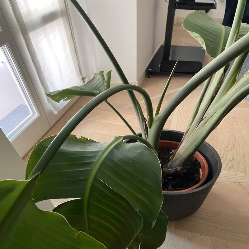 Strelitzia con foglie cadenti: cause e soluzioni per salvare la tua pianta