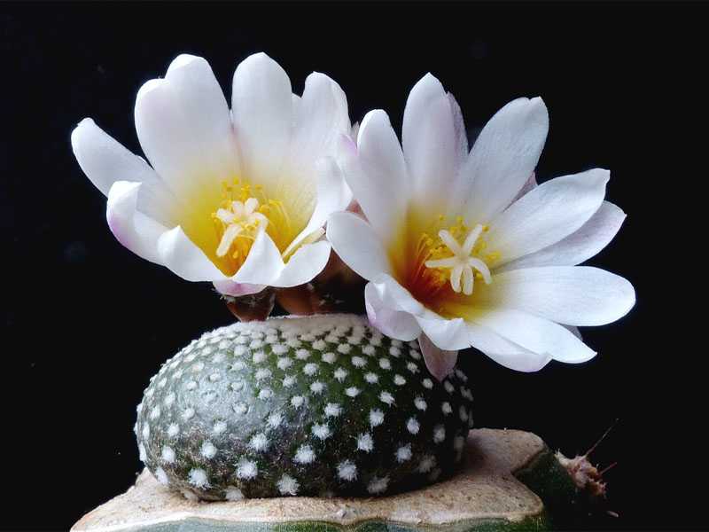 Blossfeldia Liliputana - piante grasse mini