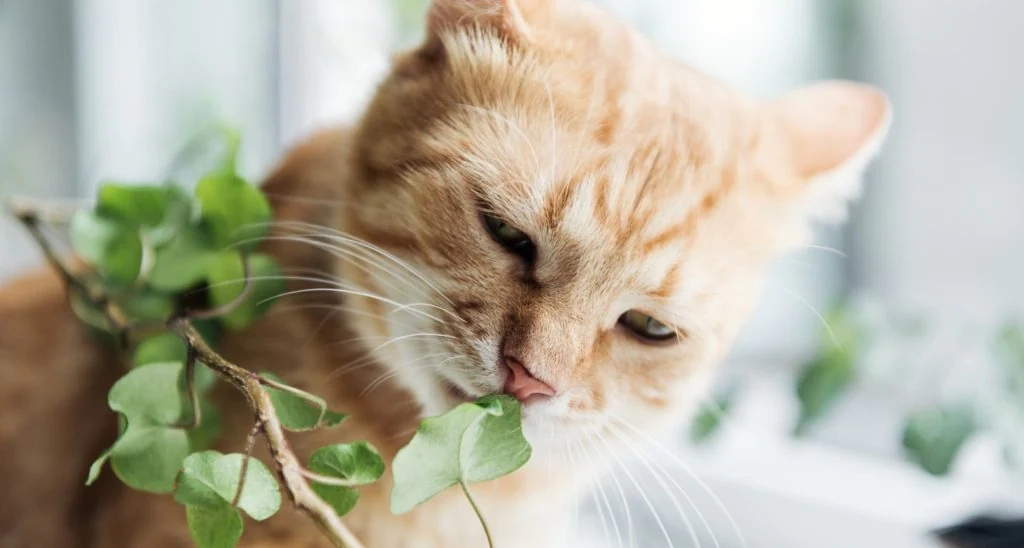 6 consigli per proteggere le piante dai gatti