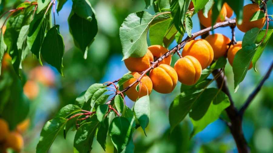 Albicocco - albero da frutto facile da coltivare